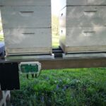 Top-Tipps für die Bienenzucht