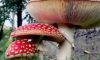 Amanita muscaria – der Fliegenpilz