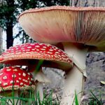 Amanita muscaria - der Fliegenpilz