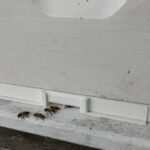 Bienenkorridor